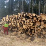 FORST Nutzung des wertvollen Rohstoffes Holz