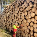 FORST Nutzung des wertvollen Rohstoffes Holz
