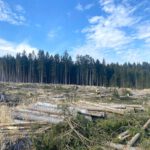 FORST Nutzung des wertvollen Rohstoffes Holz