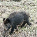 Wildschwein