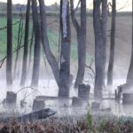 Baumsumpf Landschaft im Nebel