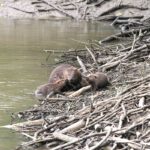 Biber-Familie