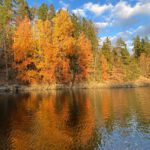 Forst, Herbstwald