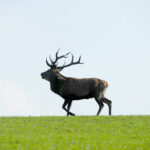 Hirsch