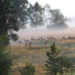 Hirschherde im Nebel