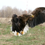 Seeadler