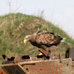 Seeadler