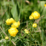 Trollblume